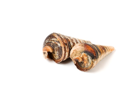 sea shell isolated on on a white background