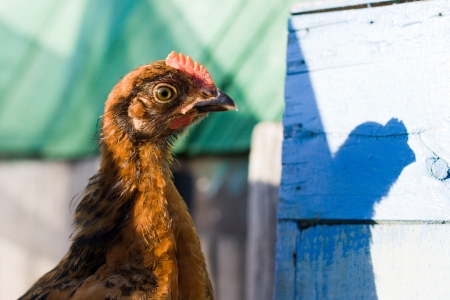 The head of a chicken close-up on a farm.の写真素材