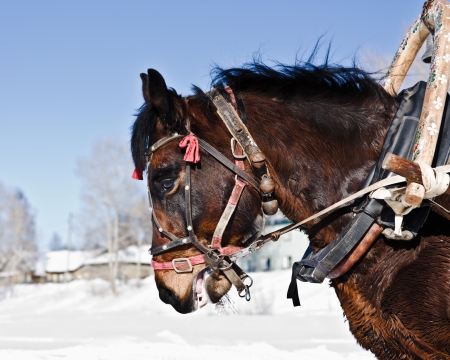 horse under the collar in the winter outdoors.の写真素材