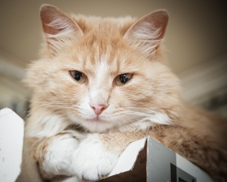 Red kitten slumbers in the home box.の写真素材