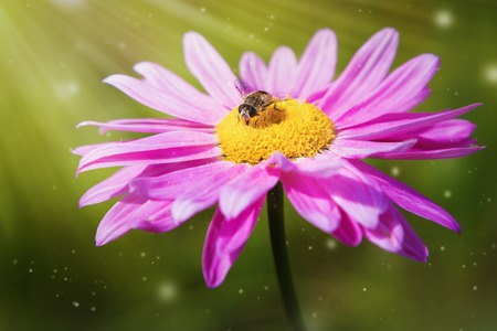 Fly sitting on a flower summer day.の写真素材