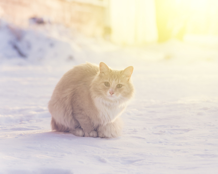 Beautiful red cat sitting in the snow.の写真素材