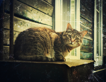 Single homeless cat. Photos in a grunge style.の写真素材