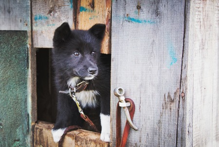 Homeless puppy in a shelter for dogs peeking out of the kennel.の写真素材