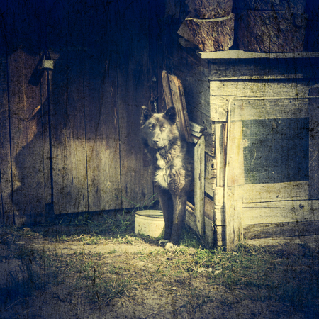 A dog on a chain at the door. Photos in a grunge style.
