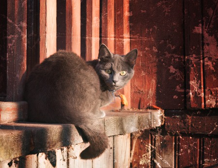 A lone black cat on the porch of rural house.の写真素材