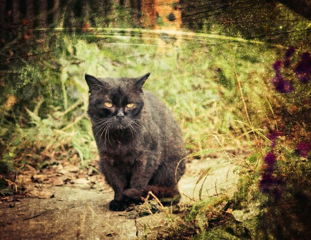 A lone black cat on the porch of rural.の写真素材