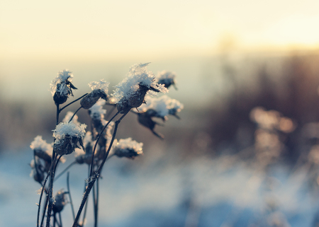 Frozen thistle covered with snow backlit sun.の写真素材