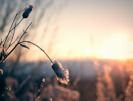 Frozen thistle covered with snow backlit sun.の写真素材