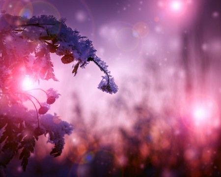 Frozen ice plant with snow backlit sun.の写真素材