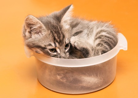 Playful kitten spoiled at home.の写真素材