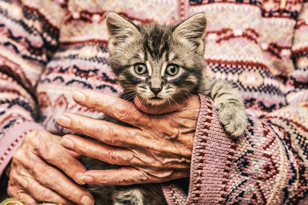 Loving old woman holding a kitten.の写真素材