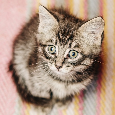 Little kitten sitting on a rug.の写真素材