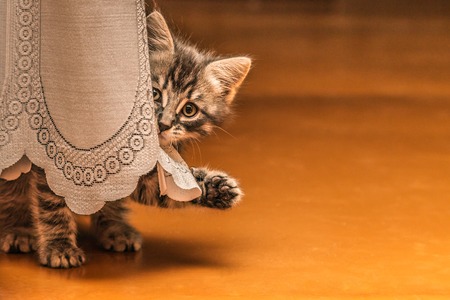 Cute kitten gray waving paw.の写真素材