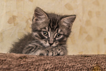 Small kitten lying on sofa.の写真素材