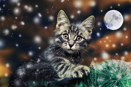 Lunar cat on the Christmas tree at night.の写真素材