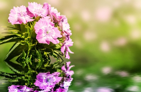 Turkish carnation above the water. A close-up of a selective focus.の写真素材