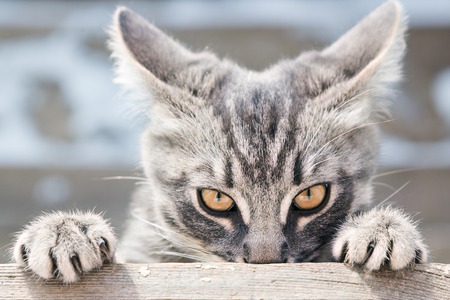 Offended cat with a guilty look close up.の素材 [FY31076165252]