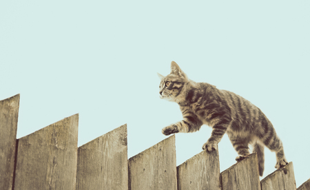 Tabby cat walking on the fence in the village.の写真素材
