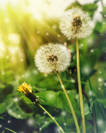 Dandelion at sunrise in the morning.の写真素材