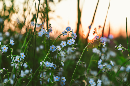 Flowers Myosotis in the field at sunset.の写真素材