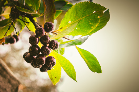 Chokeberry against the sky.