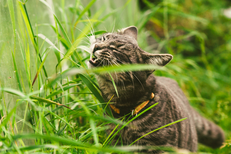 The cat is eating grass in the park.の写真素材