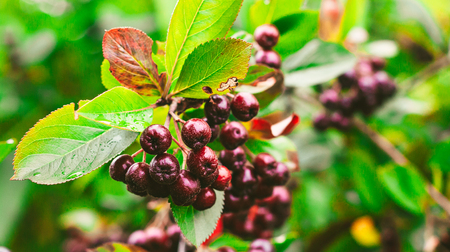 Chokeberry against the sky.の写真素材