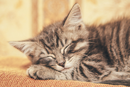 Gray kitten sleeping on a couch.の写真素材