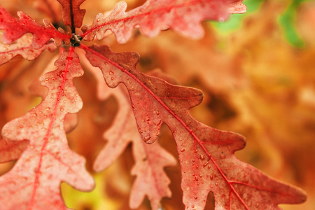 Withered leaves of young oak in the autumn afternoon.の写真素材
