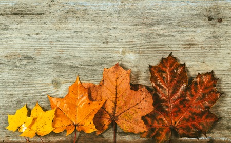 Autumn leaves on a wooden background.