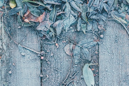 Fallen leaves with frost on a wooden table in the autumn.の写真素材