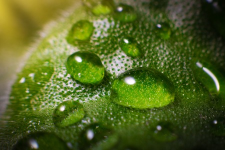 Drops of fresh water on a plant leaf under yellow sunlight. Macro photo.の写真素材