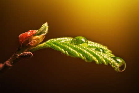 Drops of fresh water on a plant leaf under yellow sunlight. Macro photo.の写真素材