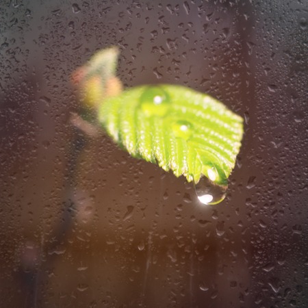 Drops of fresh water on a plant leaf under yellow sunlight. Macro photo. The germ of the plant...