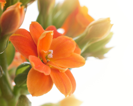 Kalanchoe flower under the sun rays on a white background.の写真素材