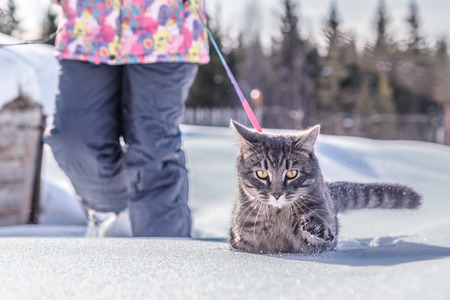 Man leads a cat on a leash.の写真素材