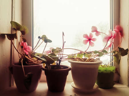 Cyclamens bloom on the windowsill and wait for spring.の写真素材