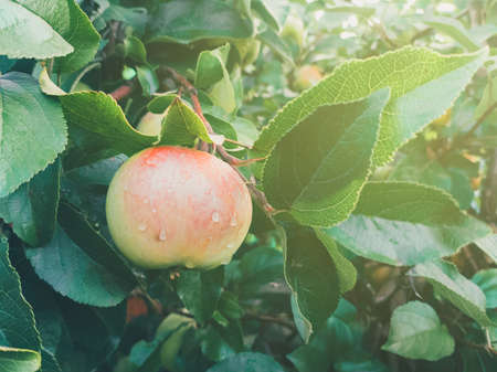 Ripe apple covered with dew on a branch in the foliage.の写真素材