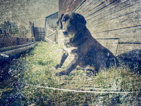 An old lapdog sits in the courtyard of a village house.の写真素材