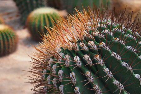 Part of green cactus in desertの写真素材