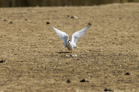 birdのeditorial素材