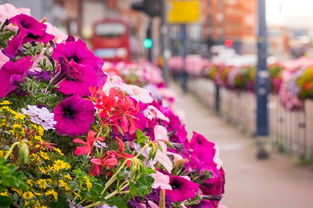 Closeup of Bunch of purple and light pink flowers on a street in the cityの写真素材