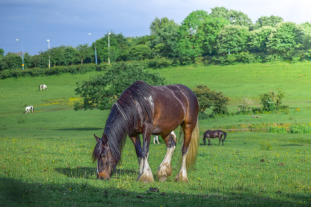 Beautiful brown horse grazing in a meadow and eating grass  in a green field in springtimeの写真素材