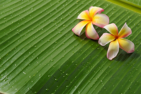 Two of frangipani on banana leafの写真素材