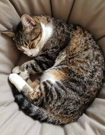 Cute tabby cat sleeping on armchair, close-up