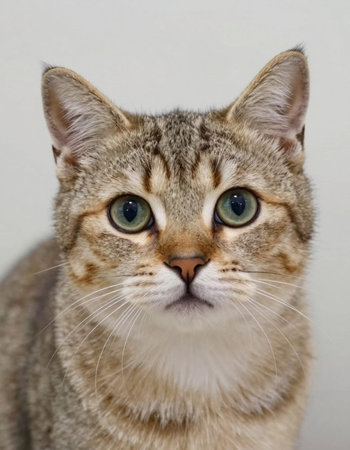 Portrait of a striped cat with green eyes on a gray backgroundの写真素材
