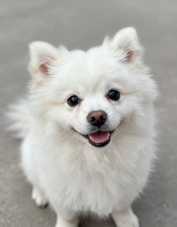 White pomeranian dog with blue eyes on the concrete floor.の写真素材
