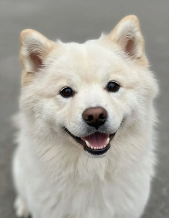 Portrait of a white dog, close-up