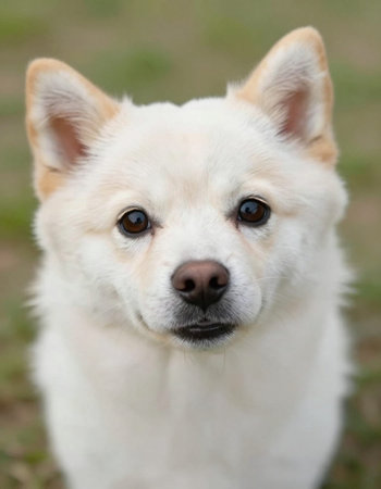 Portrait of a purebred dog.